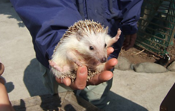 動物と触れ合って和んでまったりデート